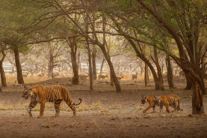 Tigers in the woods.